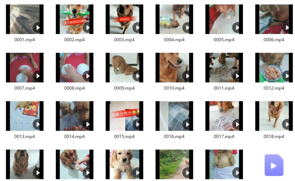 【001期】宠物视频素材（包含狗和猫）（7950个） 资源素材 第2张